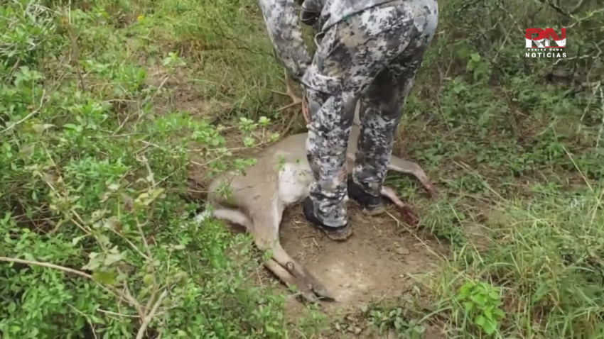 VIDEO Se acorta temporada de caza del venado cola blanca; ANGADI