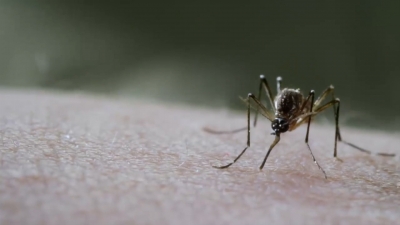 VIDEO Sin casos de dengue en Nuevo Laredo