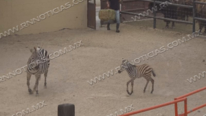 Zool&oacute;gico de Nuevo Laredo invita a la ciudadan&iacute;a a nombrar a su nueva cebra