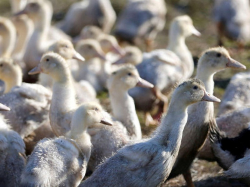 Preocupa a OMS que gripe aviar se adapte ‘fácilmente’ a los humanos