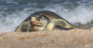M&aacute;s de 28 mil huevos de tortuga lora protegidos en Tamaulipas
