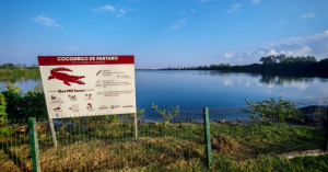 Requieren 20 mdp para crear UMA de cocodrilos en el sur de Tamaulipas