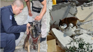 Muere Laika, la perrita heroína en el sismo de 2017