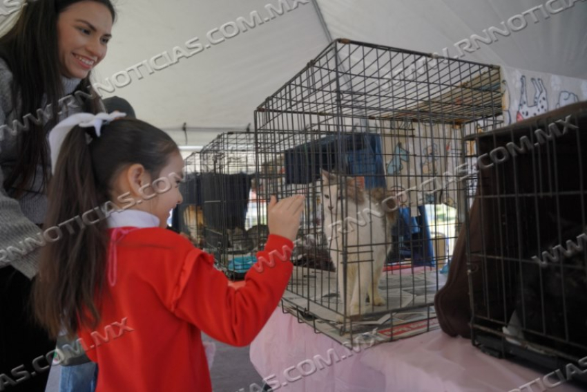 GOBIERNO MUNICIPAL INVITA A LA FERIA DE ADOPCIONES CANINA Y FELINA PARA PROMOVER LA ADOPCIÓN RESPONSABLE