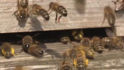 VIDEO Aumenta aparición de enjambres de abejas por calor en Nuevo Laredo