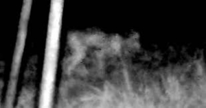 Inquietante criatura aterroriza zona rural de Texas