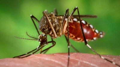 Confirma SS primer caso de dengue