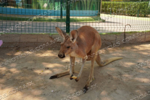 NACE CR&Iacute;A DE CANGURO ROJO EN EL ZOOL&Oacute;GICO DE NUEVO LAREDO; PERSONAL REALIZA MONITOREO ESPECIALIZADO