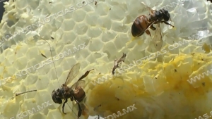 Aumenta 12 por ciento reportes de enjambres de abejas