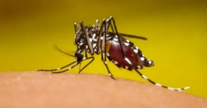 Alerta en EU por virus ‘Encefalitis Equina del Este’ transmitida a humanos por mosquitos