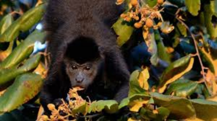 Reportan más de 100 monos saraguatos muertos en Chiapas y Tabasco
