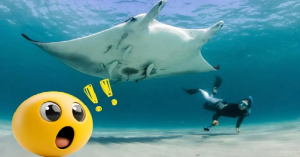 Nueva especie de mantarraya es descubierta en el Golfo de M&eacute;xico