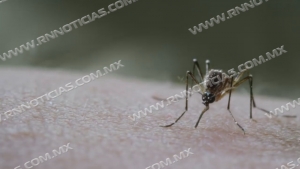 Sin casos de dengue en Nuevo Laredo