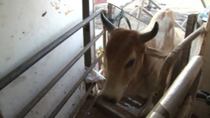 VIDEO Baja exportación de ganado 70 por ciento en Nuevo Laredo