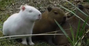 Capibara albino conquista las redes sociales
