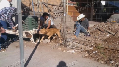 Por mes se registran 10 ataques de perros en Nuevo Laredo