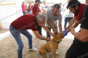 CONTIN&Uacute;A GOBIERNO MUNICIPAL IMPULSANDO EL BIENESTAR ANIMAL CON JORNADAS DE ESTERILIZACI&Oacute;N Y M&Uacute;LTIPLES SERVICIOS