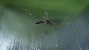 VIDEO Agua estancada de lluvias pasadas podrían generar criaderos del dengue