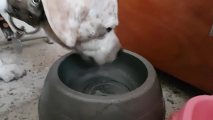 VIDEO Mascotas propensas a sufrir deshidratación o golpe de calor por canícula