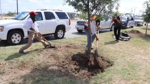 VIDEO Continúa medio ambiente con reforestaciones la ciudad