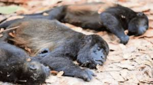 ¿Por qué han muerto más de 100 monos saraguatos en Chiapas y Tabasco?