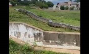 Captan otra serpiente gigante en una localidad de Brasil