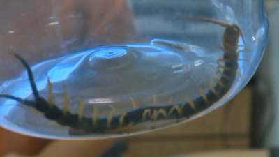 VIDEO Disminuye presencia de v&iacute;boras, ara&ntilde;as y alacranes por temporada de oto&ntilde;o