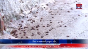 VIDEO Alertan por temporada de garrapata y pulga