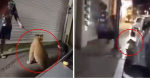 Captan a extranjeros paseando un le&oacute;n en Puerto Vallarta