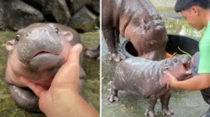 Conoce a &ldquo;Moo Deng&rdquo;, la hipop&oacute;tamo pigmeo que conquist&oacute; las redes y ya es toda una diva.