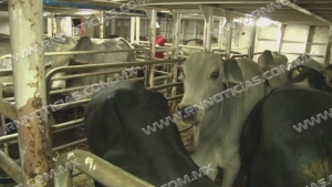 Baja exportación de ganado 70 por ciento en Nuevo Laredo