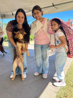 Gobierno Municipal Invita A La Feria De Adopci&oacute;n Canina Y Felina En La Plaza Zaragoza