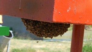 VIDEO Continúan reportes de abejas en Nuevo Laredo