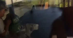 Trabajador pelea con un oso por su mochila en Monterrey