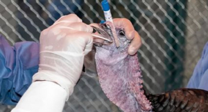 Aumentan casos de gripe aviar H5N1 en humanos tras muerte de una niña
