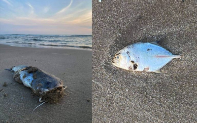 Hallan peces muertos en playa Miramar