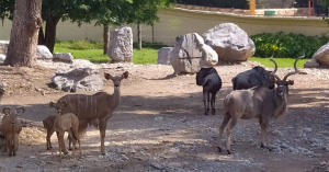 Desmiente Zool&oacute;gico de Tamat&aacute;n escape de animal salvaje