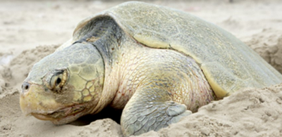 Sigue arribazón de tortugas Lora a Altamira; hay 80 nidos