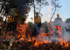Hay más de mil 500 incendios forestales activos en México