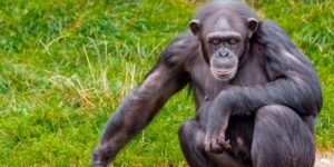 Detectan gran brote de lepra en chimpancés de África Occidental