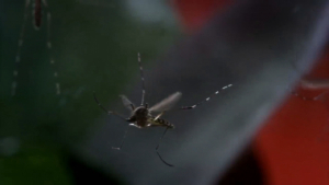 VIDOE Casos de dengue podrían dispararse en Nuevo Laredo