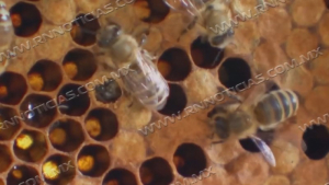 Persiste presencia de enjambres de abejas en Nuevo Laredo; llaman a no intentar eliminarlas por cuenta propia