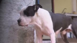 VIDEO Sector salud trabaja para la disminución de ataques de perros