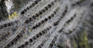 Extra&ntilde;a plaga obliga a habitantes de pueblo en Alemania a quedarse en sus casas