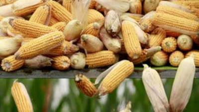 Comerciantes de Tampico preparan compra de maíz desde Argentina y E.E.U.U.