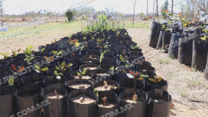 Cuidan medio ambiente con reforestación de 120 árboles en Nuevo Laredo