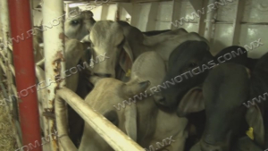 Exportación de ganado sigue en 70 por ciento baja en Tamaulipas