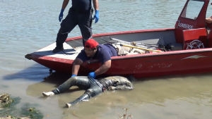 VIDEO Recuperan ahogado número 7 del río Bravo