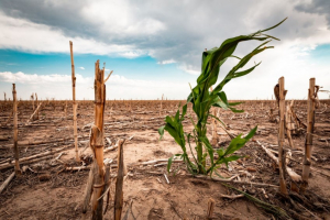 México registra sequía en el 66.21% del territorio