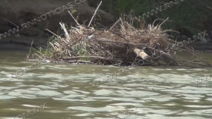 VIDEO Río Bravo debe cuidarse y mantenerse limpio; CIERB